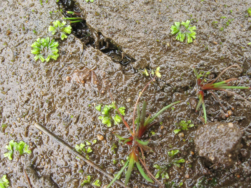 Riccia huebeneriana subsp. sullivantii